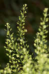 Common pepperweed